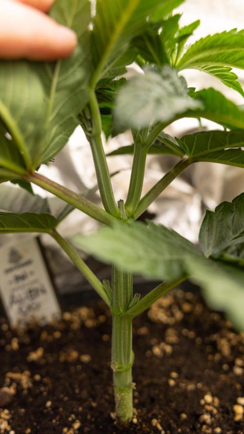 Alien OG 👽 - Zamnesia x B&B. Week 3 - Alien Og - Veg - Week 2/3