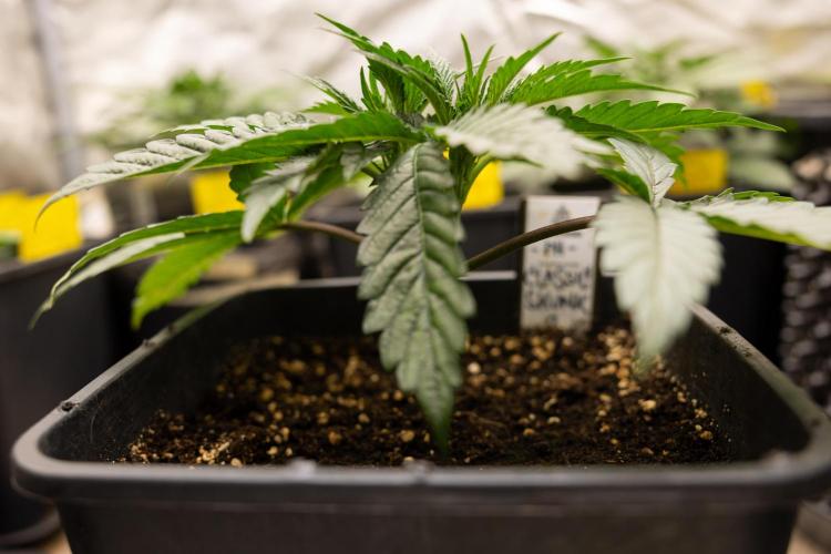 Classic Skunk 🌱  - Zamnesia x B&B. Week 3 - Classic Skunk - Veg - Week 2/3