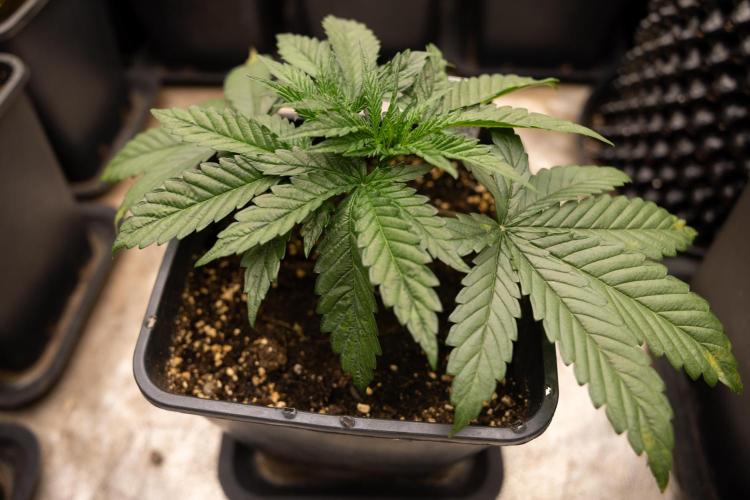 Classic Skunk 🌱  - Zamnesia x B&B. Week 3 - Classic Skunk - Veg - Week 2/3