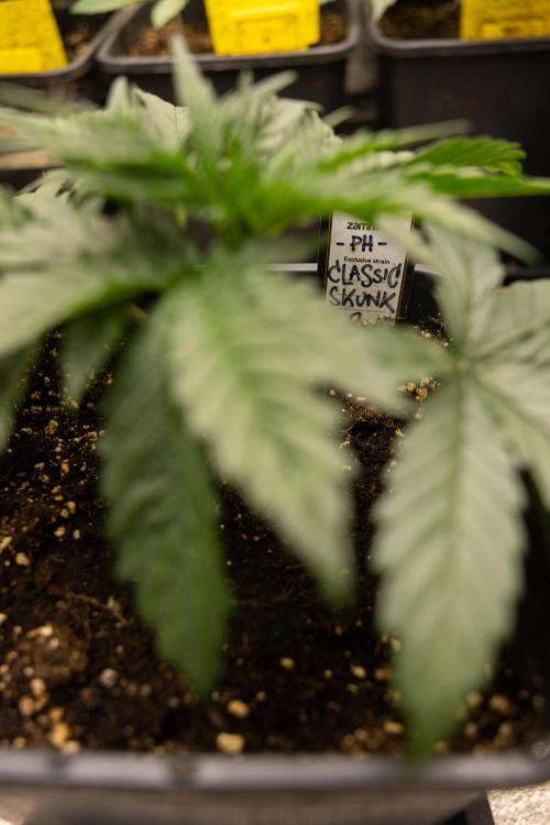 Classic Skunk 🌱  - Zamnesia x B&B. Week 3 - Classic Skunk - Veg - Week 2/3
