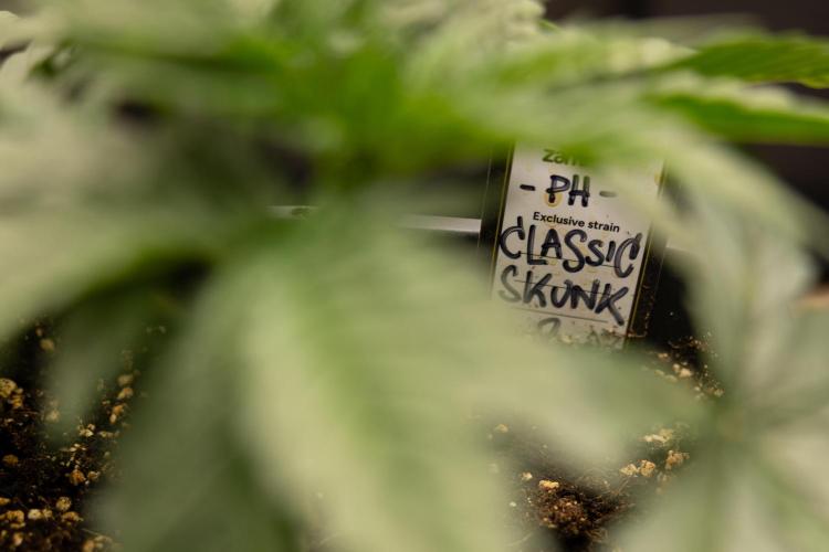 Classic Skunk 🌱  - Zamnesia x B&B. Week 3 - Classic Skunk - Veg - Week 2/3