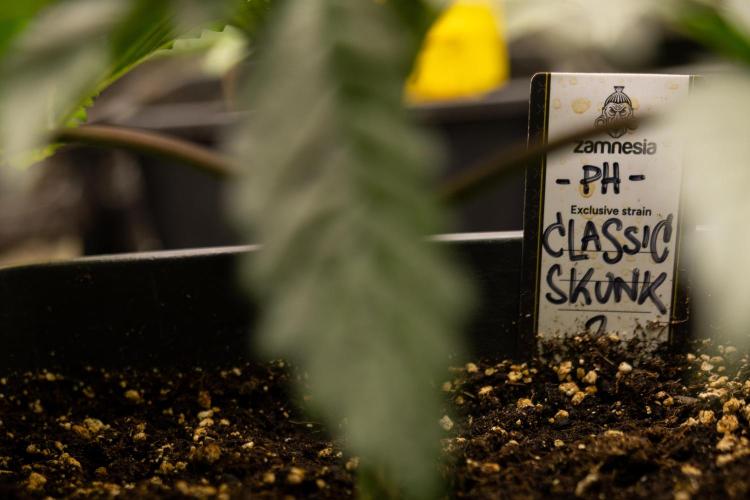 Classic Skunk 🌱  - Zamnesia x B&B. Week 3 - Classic Skunk - Veg - Week 2/3
