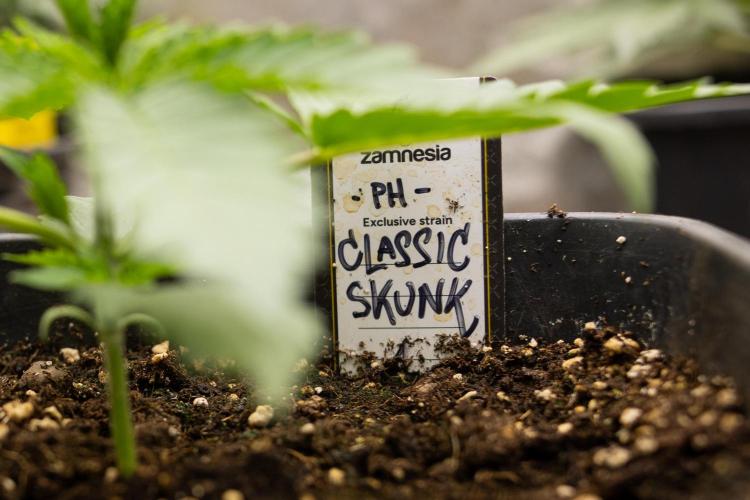 Classic Skunk 🌱  - Zamnesia x B&B. Week 3 - Classic Skunk - Veg - Week 2/3