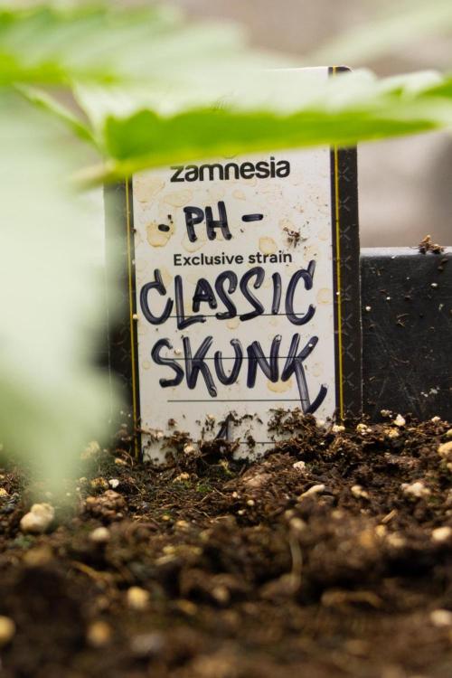 Classic Skunk 🌱  - Zamnesia x B&B. Week 3 - Classic Skunk - Veg - Week 2/3