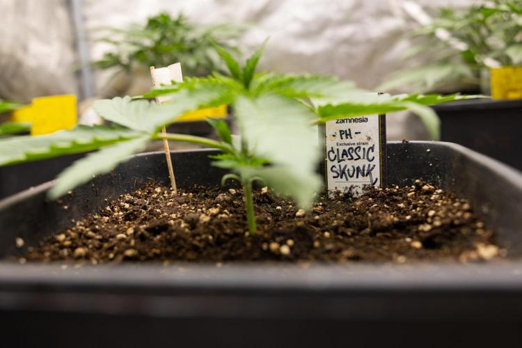 Classic Skunk 🌱  - Zamnesia x B&B. Week 3 - Classic Skunk - Veg - Week 2/3
