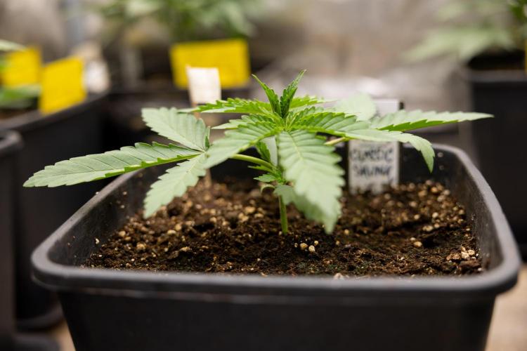 Classic Skunk 🌱  - Zamnesia x B&B. Week 3 - Classic Skunk - Veg - Week 2/3