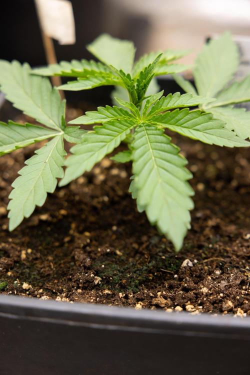 Classic Skunk 🌱  - Zamnesia x B&B. Week 3 - Classic Skunk - Veg - Week 2/3