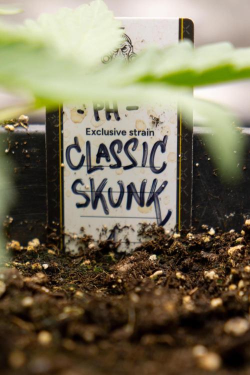 Classic Skunk 🌱  - Zamnesia x B&B. Week 3 - Classic Skunk - Veg - Week 2/3