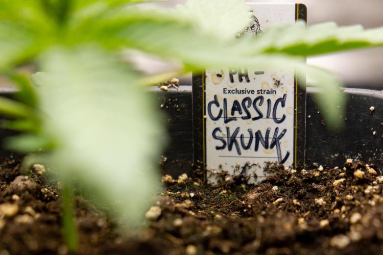 Classic Skunk 🌱  - Zamnesia x B&B. Week 3 - Classic Skunk - Veg - Week 2/3