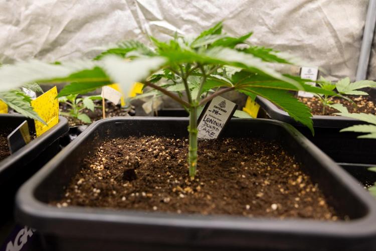 London Pound Cake 🍰 - Zamnesia x B&B. Week 3 - London Pound Cake