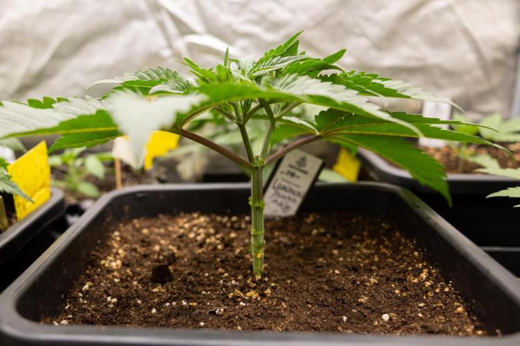 London Pound Cake 🍰 - Zamnesia x B&B. Week 3 - London Pound Cake