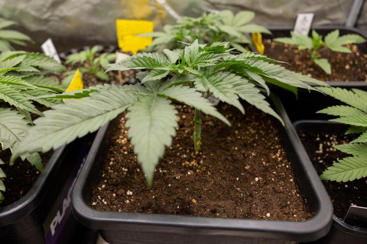 London Pound Cake 🍰 - Zamnesia x B&B. Week 3 - London Pound Cake