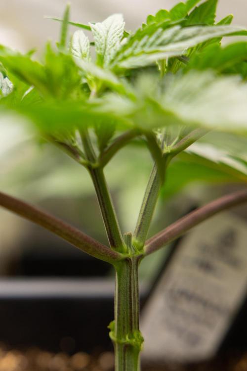 London Pound Cake 🍰 - Zamnesia x B&B. Week 3 - London Pound Cake