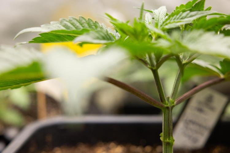 London Pound Cake 🍰 - Zamnesia x B&B. Week 3 - London Pound Cake