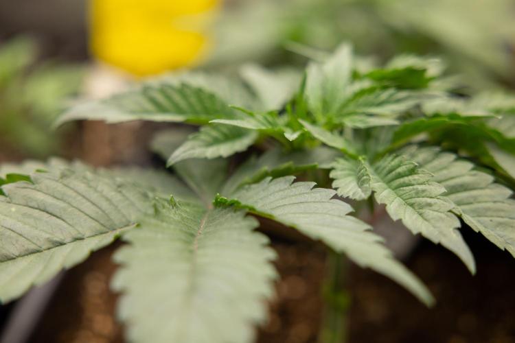 London Pound Cake 🍰 - Zamnesia x B&B. Week 3 - London Pound Cake