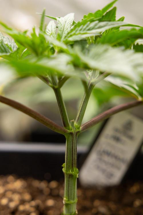 London Pound Cake 🍰 - Zamnesia x B&B. Week 3 - London Pound Cake