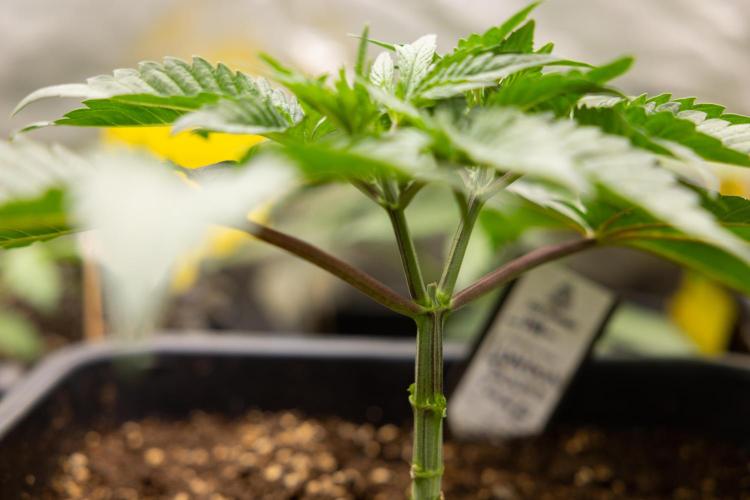 London Pound Cake 🍰 - Zamnesia x B&B. Week 3 - London Pound Cake