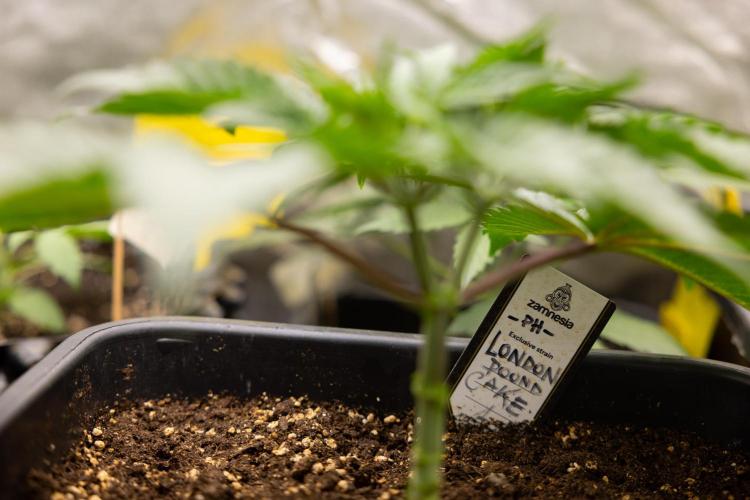 London Pound Cake 🍰 - Zamnesia x B&B. Week 3 - London Pound Cake