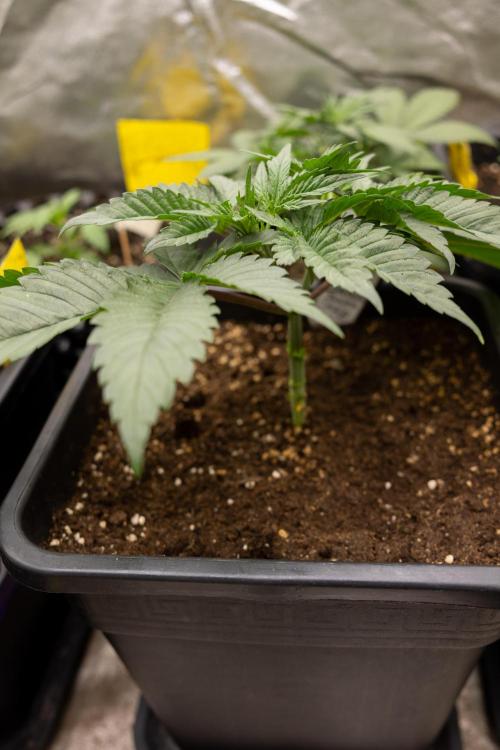 London Pound Cake 🍰 - Zamnesia x B&B. Week 3 - London Pound Cake