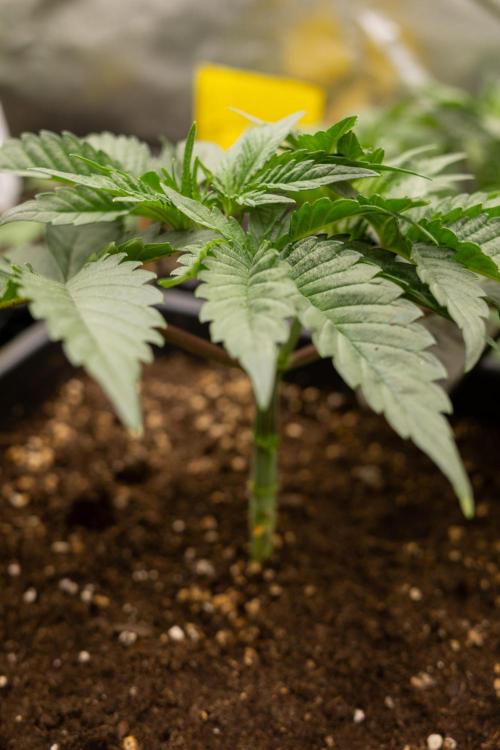 London Pound Cake 🍰 - Zamnesia x B&B. Week 3 - London Pound Cake