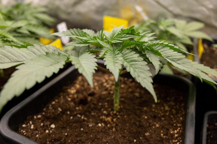 London Pound Cake 🍰 - Zamnesia x B&B. Week 3 - London Pound Cake