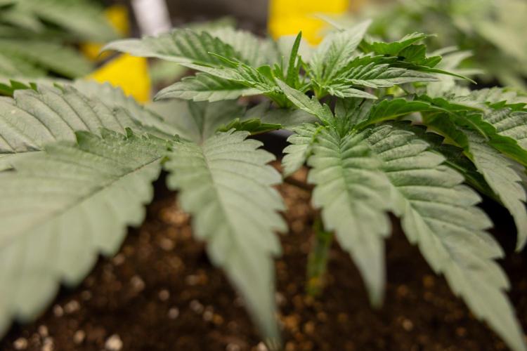 London Pound Cake 🍰 - Zamnesia x B&B. Week 3 - London Pound Cake