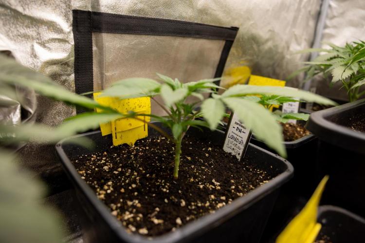 London Pound Cake 🍰 - Zamnesia x B&B. Week 3 - London Pound Cake