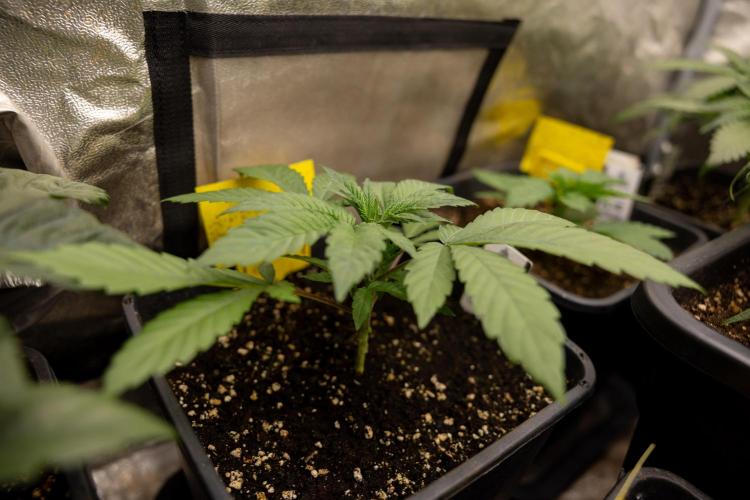 London Pound Cake 🍰 - Zamnesia x B&B. Week 3 - London Pound Cake
