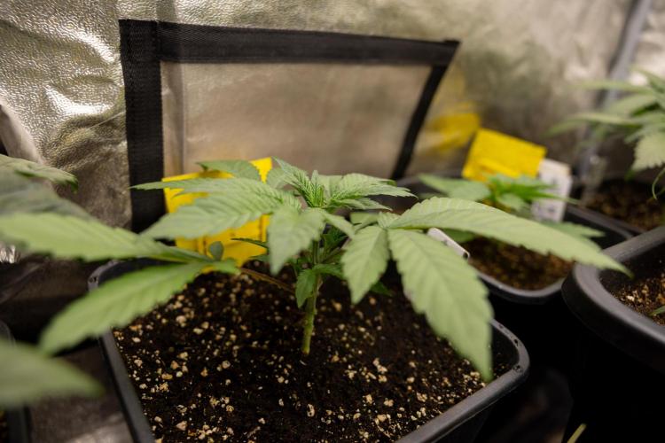 London Pound Cake 🍰 - Zamnesia x B&B. Week 3 - London Pound Cake