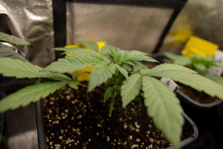 London Pound Cake 🍰 - Zamnesia x B&B. Week 3 - London Pound Cake