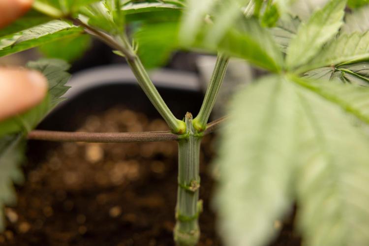 PBB  🥜- Zamnesia x B&B. Week 3 - PBB - VEG - Week 3/4