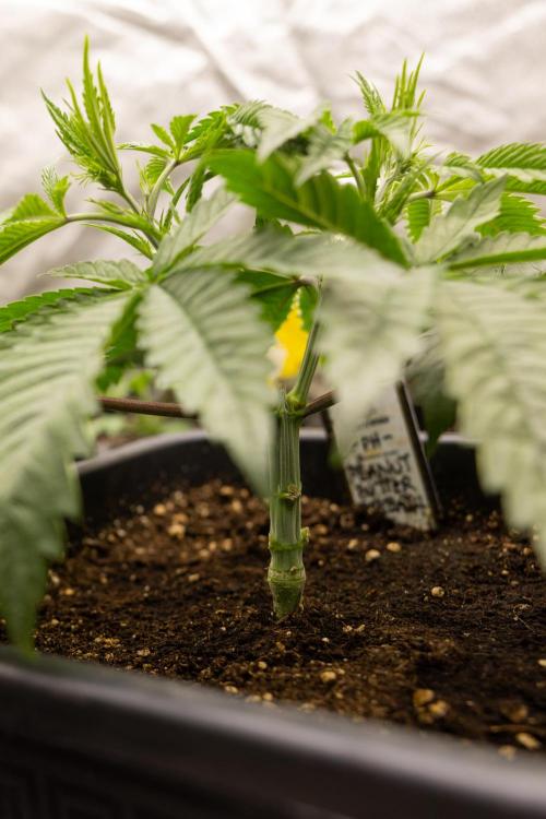 PBB  🥜- Zamnesia x B&B. Week 3 - PBB - VEG - Week 3/4