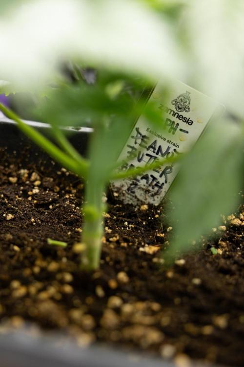 PBB  🥜- Zamnesia x B&B. Week 3 - PBB - VEG - Week 3/4