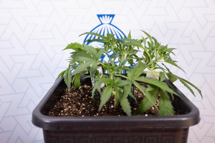 Blueberry Crumble 🔵 Auto - Z x B&B. Week 3 - Blueberry Crumble - Veg - Week 3/4