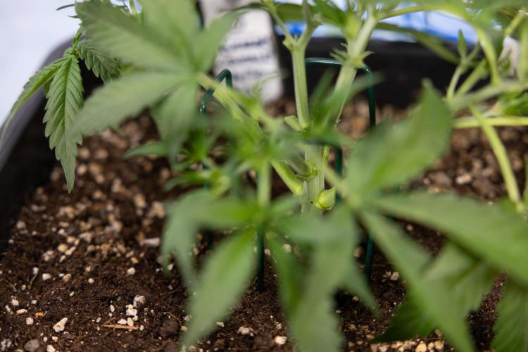 Blueberry Crumble 🔵 Auto - Z x B&B. Week 3 - Blueberry Crumble - Veg - Week 3/4