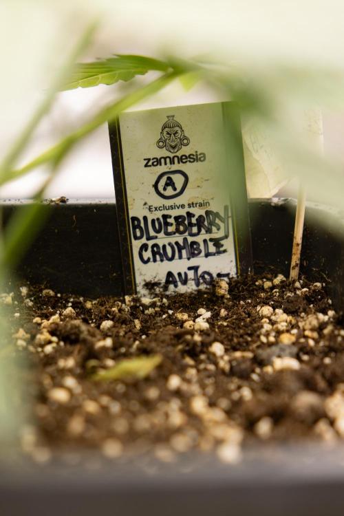 Blueberry Crumble 🔵 Auto - Z x B&B. Week 3 - Blueberry Crumble - Veg - Week 3/4