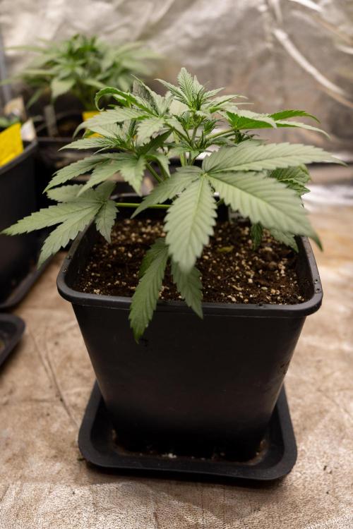 Blueberry Crumble 🔵 Auto - Z x B&B. Week 3 - Blueberry Crumble - Veg - Week 3/4