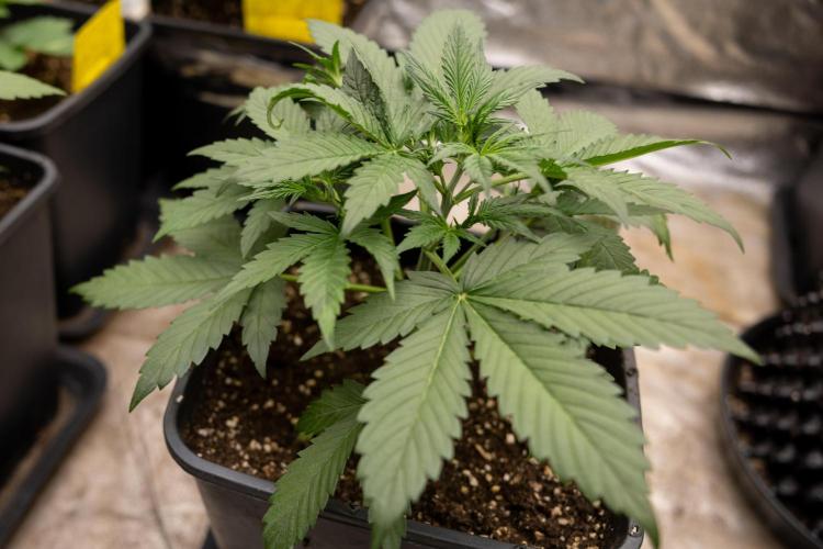 Blueberry Crumble 🔵 Auto - Z x B&B. Week 3 - Blueberry Crumble - Veg - Week 3/4