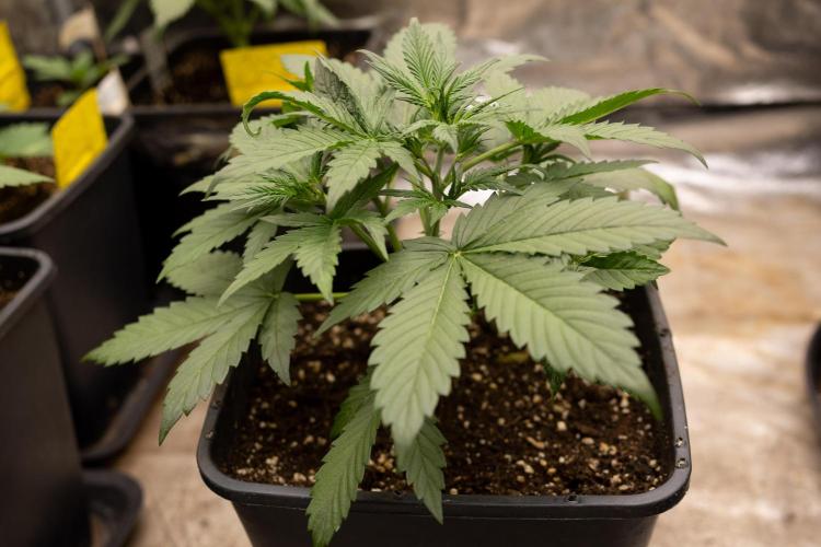 Blueberry Crumble 🔵 Auto - Z x B&B. Week 3 - Blueberry Crumble - Veg - Week 3/4