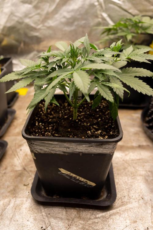 Blueberry Crumble 🔵 Auto - Z x B&B. Week 3 - Blueberry Crumble - Veg - Week 3/4