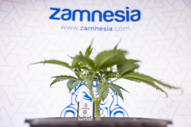 Godfather OG ✞ Auto - Zamnesia x B&B. Week 3 - Godfather OG - VEG - Week 3/4