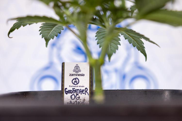 Godfather OG ✞ Auto - Zamnesia x B&B. Week 3 - Godfather OG - VEG - Week 3/4