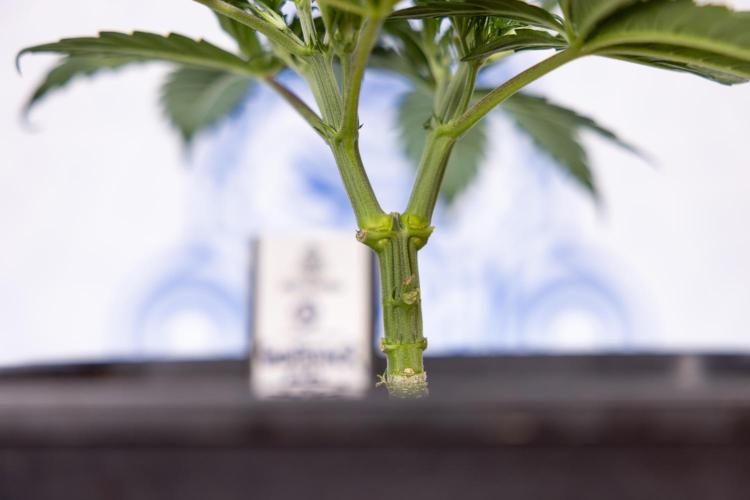 Godfather OG ✞ Auto - Zamnesia x B&B. Week 3 - Godfather OG - VEG - Week 3/4