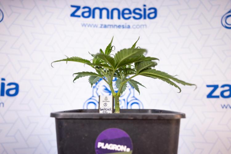 Godfather OG ✞ Auto - Zamnesia x B&B. Week 3 - Godfather OG - VEG - Week 3/4