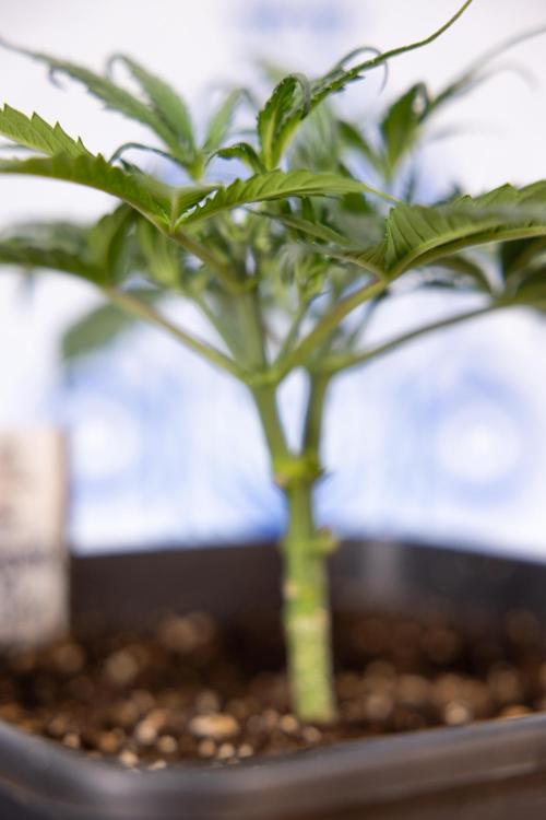 Godfather OG ✞ Auto - Zamnesia x B&B. Week 3 - Godfather OG - VEG - Week 3/4