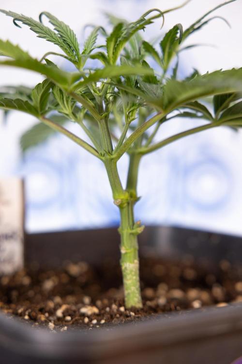 Godfather OG ✞ Auto - Zamnesia x B&B. Week 3 - Godfather OG - VEG - Week 3/4