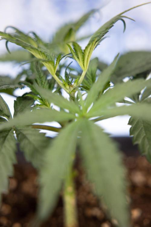 Godfather OG ✞ Auto - Zamnesia x B&B. Week 3 - Godfather OG - VEG - Week 3/4