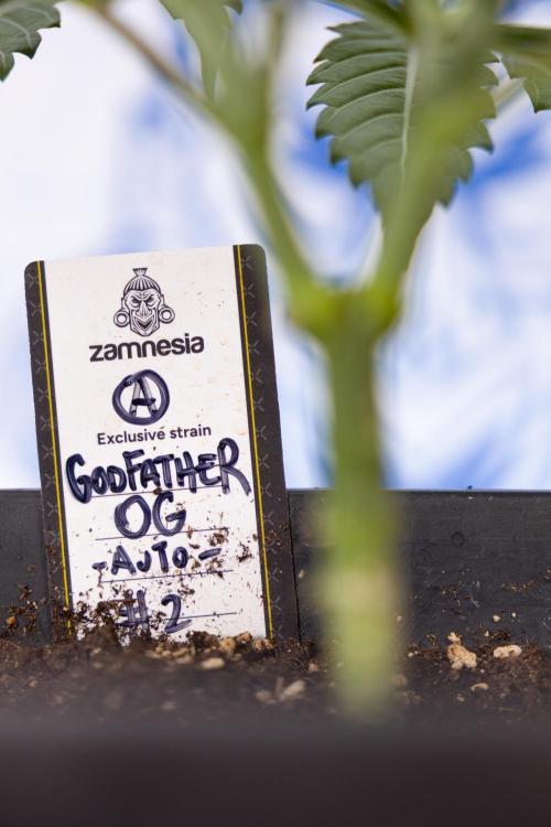 Godfather OG ✞ Auto - Zamnesia x B&B. Week 3 - Godfather OG - VEG - Week 3/4