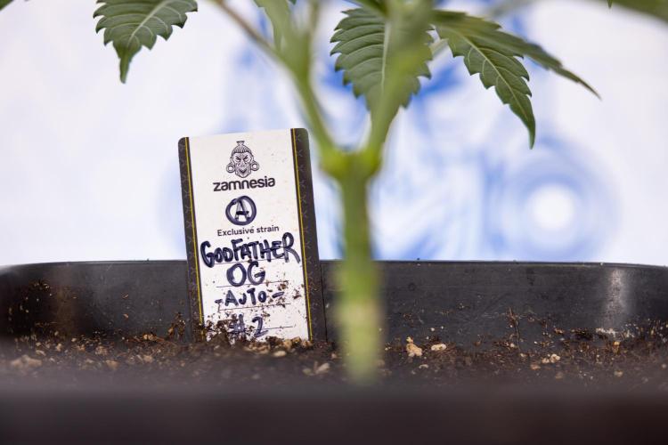 Godfather OG ✞ Auto - Zamnesia x B&B. Week 3 - Godfather OG - VEG - Week 3/4