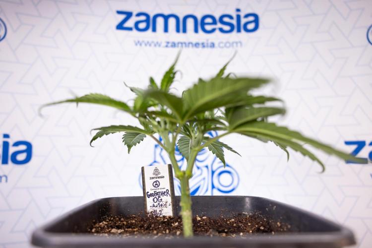 Godfather OG ✞ Auto - Zamnesia x B&B. Week 3 - Godfather OG - VEG - Week 3/4